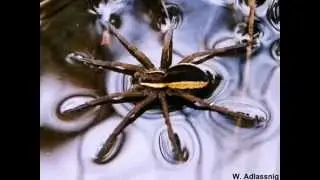 Spidermania