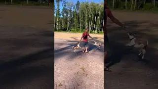 Карусель Джек Рассела