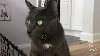 How to Give Your Cat a Pill