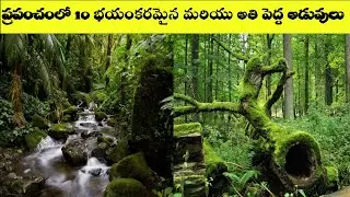 Top 10 Largest and Dangerous Forest in World In Telugu || Dangerous Forest || VSR Telugu World Facts