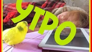 ВЛОГ: Как мои волнистики будят нас по утрам 