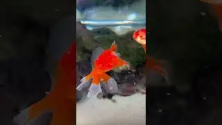 GOLDFISH FEEDING 🥰🥰