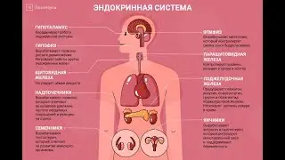 Знакомство с Рейки Забота о гормонах