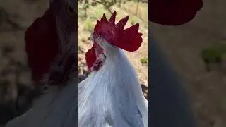 American Bresse: Apocalypse Chicken! #americanbresse #bresse #bressechicken #chickenbreeds #chicken