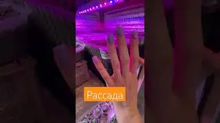 чтобы рассада не тянулась 