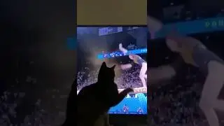 #котик