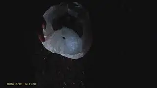 Конопля на территории УКП-31. ГУФСИН.