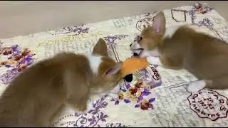 Вельш корги пемброк щенки девочки