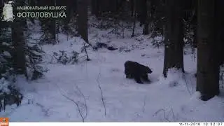 ID4326/Заповедник Столбы/Росомаха у точки мечения