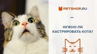 КАСТРАЦИЯ КОТОВ И КОШЕК: НУЖНО ЛИ? МИФЫ О КАСТРАЦИИ