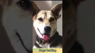 Dog 🐶 barking at another dog#56kviral#shorts