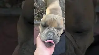 Самая милая собака🥰🥰🥰