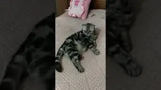 Соня в спальне пока все на работе ..