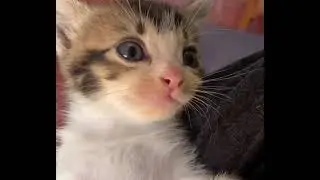 ахахахаха ахаха ах аахха