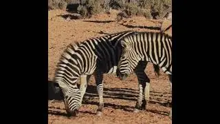 Animal video||Zebra video||Zebra in an open field🦓🦓||