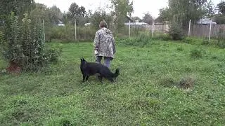 Кора 4 года элементы ОКД