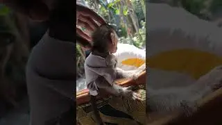 mempelajari bahasa monyet mini