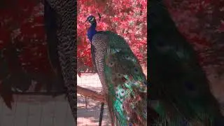 Peacock video||Peacock call||#shorts #peacock #call