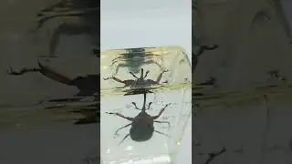 Rhynchophorus ferrugineus