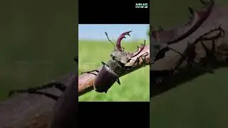 ఈ పురుగు ఖరీదు 75 లక్షలు   Stage Beetle cost   MVS Facts Telugu