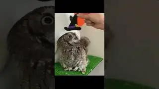 The Three Types Of Owls 🦉||  (3)