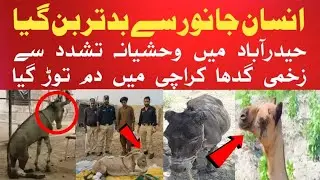 انسان جانور سے بدتر بن گیا | حیدرآباد میں وحشیانہ تشدد سے زخمی گدھا کراچی میں دم توڑ گیا
