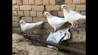 Mashallah kabotar ki new breed #peigeons #kabootar