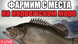 РР4 СТРИМ • ГДЕ ЛУЧШЕ ФАРМИТЬ НА НОРВЕЖСКОМ МОРЕ ?  •  РУССКАЯ РЫБАЛКА 4
