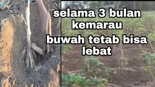 buwah super di musim kemarau
