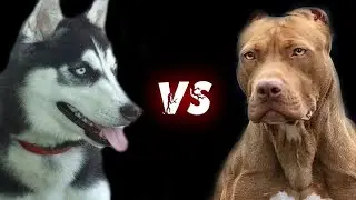 ПИТБУЛЬ vs ХАСКА ! КТО СИЛЬНЕЕ ?