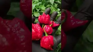 Самое приятное в Каролинском жнеце #острыйперец #выращивание #spicy #carolinareaper