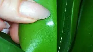 ПОЯВИЛСЯ МУЧНИСТЫЙ ЧЕРВЕЦ НА МОИХ ОРХИДЕЯХ. МЕТОДЫ БОРЬБЫ.