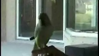 talented feathered friend