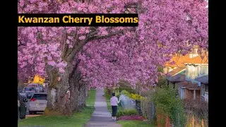 Kwanzan Cherry Blossoms, Vancouver Canada
