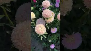 Посев астры🌱