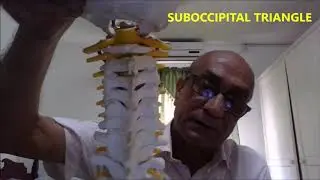 VERTEBRAL ARTERY SUBOCCIPITAL TRIANGLE TRANSVERSE FORAMEN and Clinical Aspects – Sanjoy Sanyal