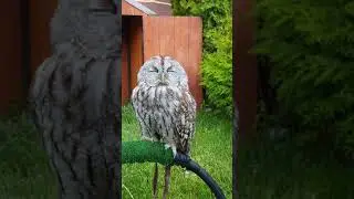 Cute owl 
