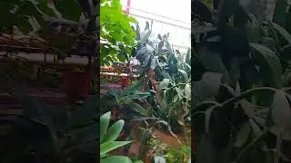 Экзотические растения ☘️🌺🌱🌳#растения #садоводство #экзотические#garden#plants #shorts #short
