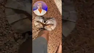 Baby dinosaur