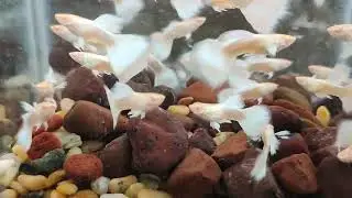 Beautiful Platinum guppies