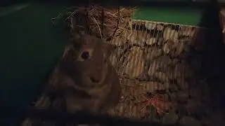 funny guinea pig