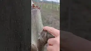 Ceviz  promalin (hormon )uygulaması sonuçları