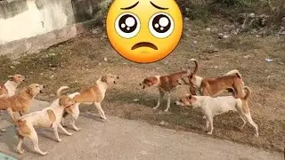 मोंटी और गांव के कुत्तों का जब हुआ आमना सामना कुछ हुआ ऐसा की सब हो गए हैरान😟😟😟