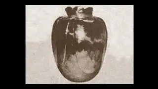 Urban Legends:  The Basano Vase Curse, vase purported to haunt multiple owners over centuries