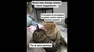 Котики 🐈 лучшая поддержка мужа 