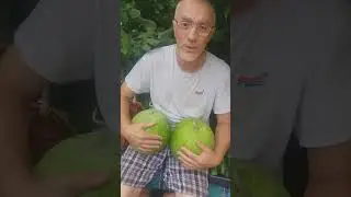 🍉🏡 ДВА КРАСЕНЯ КАВУНЧИКА ВЛАСНОГО СОРТУ , ТА ЩЕ Й З ВЛАСНОГО БАШТАНУ ( 07.08.24.)