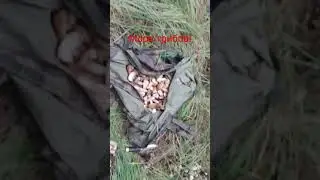 Море грибов.