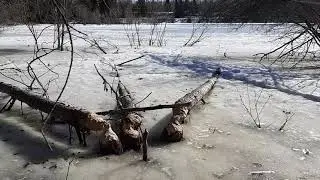 Царство бобров. Эдмонтон , Канада.