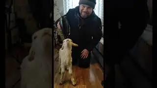 Сушу новорожденного ягненка феном, и ему нравится.