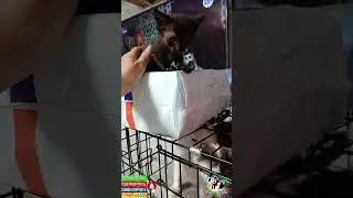 Побегушник